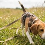 Un beagle en longe qui court en pistant