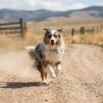 Un berger australien qui court sur un chemin