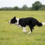 Un border collie qui sprinte dans un champ