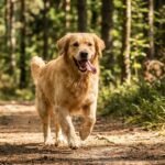 Un golden retriever qui court sur un sentier