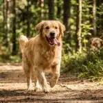 Un golden retriever qui court sur un sentier