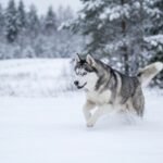 Un husky qui court dans la neige