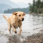Un labrador qui court au bord de l'eau