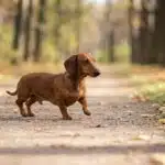 Un teckel qui trotte tranquillement